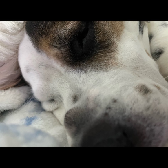 Meet your Posher, Lily - Picture 1 of 1